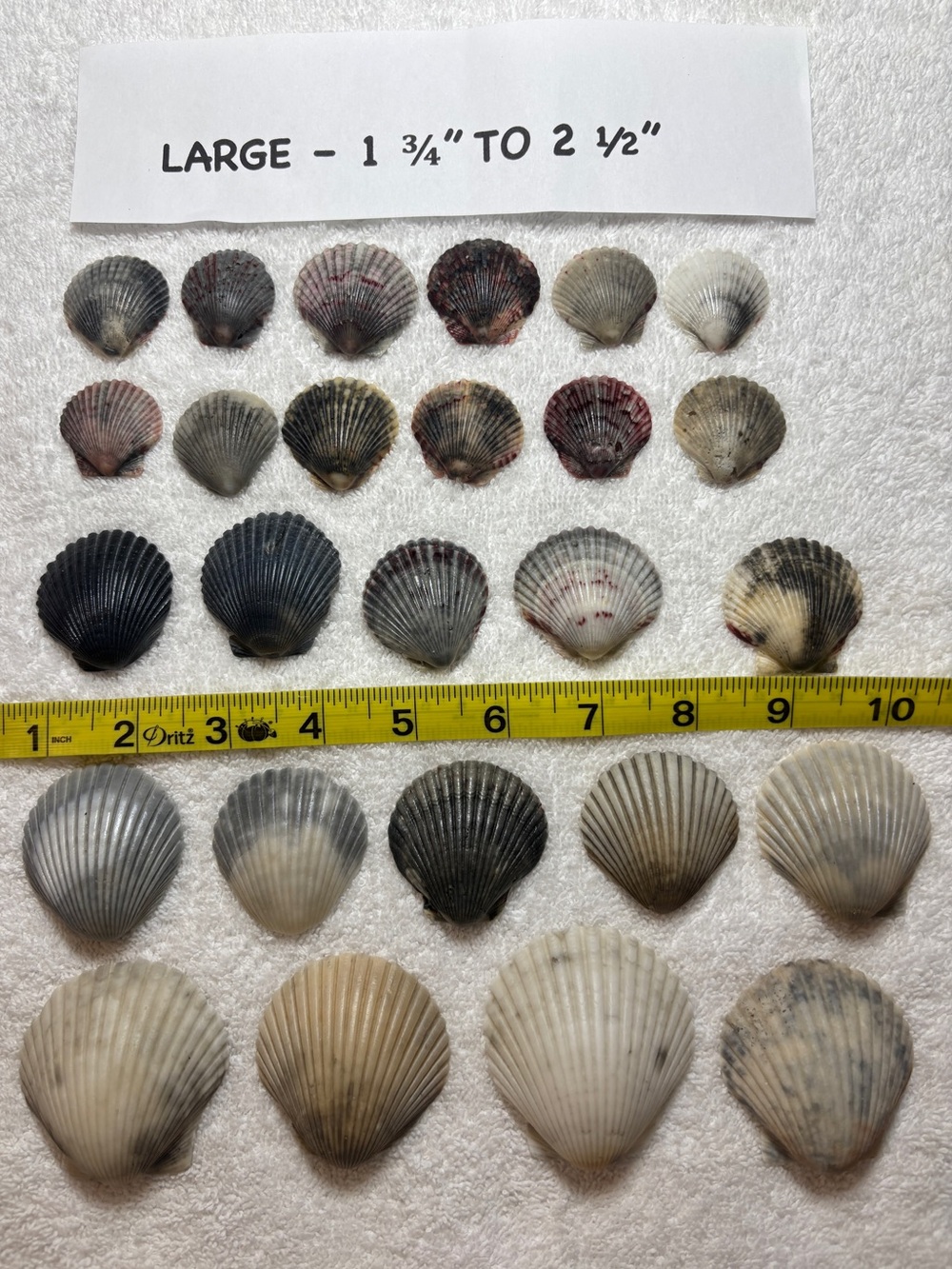 25 Sanibel Island Scallop Shells! Sz Large
Assorted Collection in black & grey!